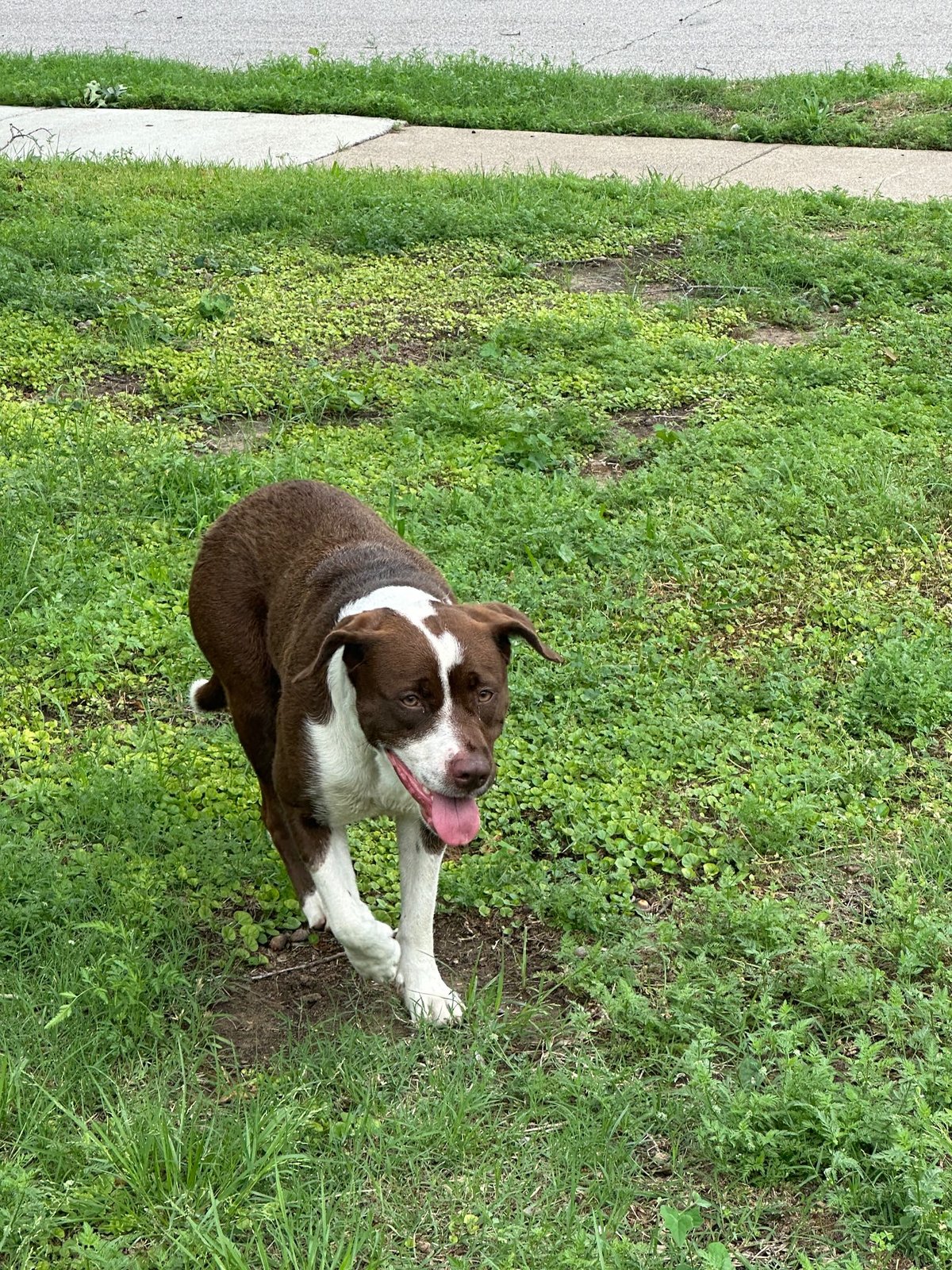 Found Dog in Irving, Texas — listing photo