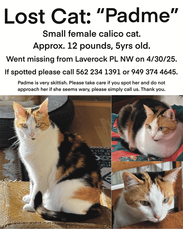 Lost Cat in Washington, District of Columbia — listing photo