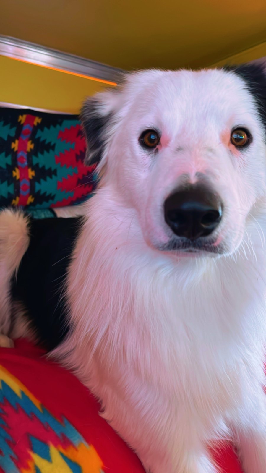 Lost Dog in Sunland Park — listing photo
