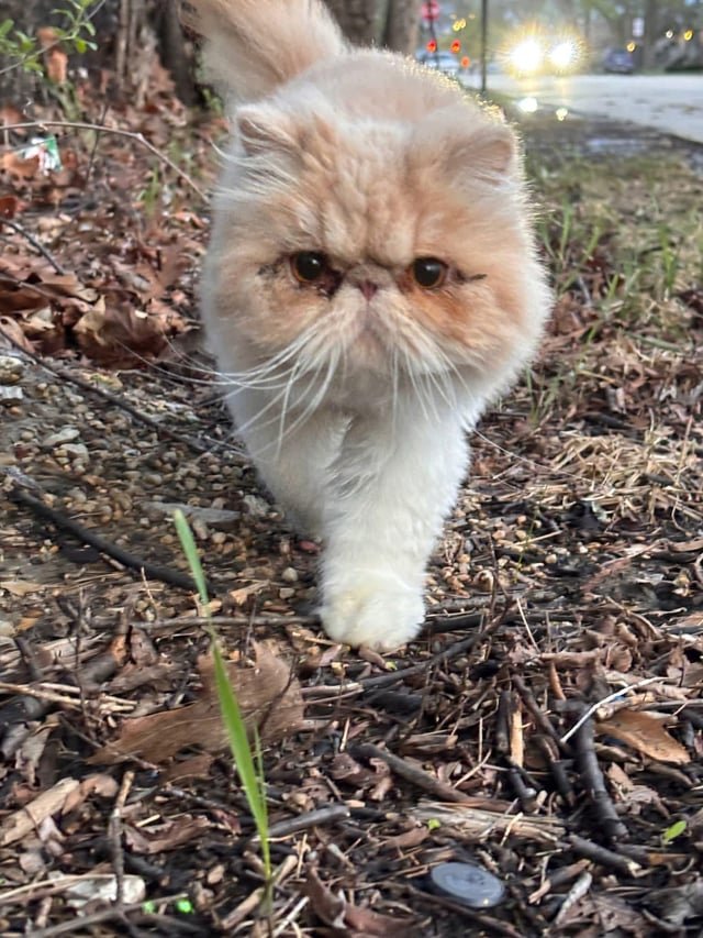 Found Dog in Chicago, Illinois — listing photo