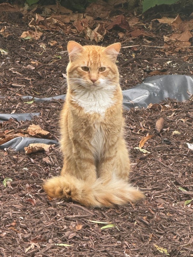 found cat in Bellingham, Washington