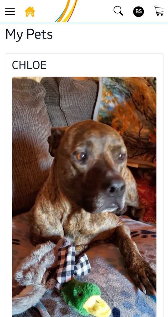 Lost Dog in Dahlonega — listing photo
