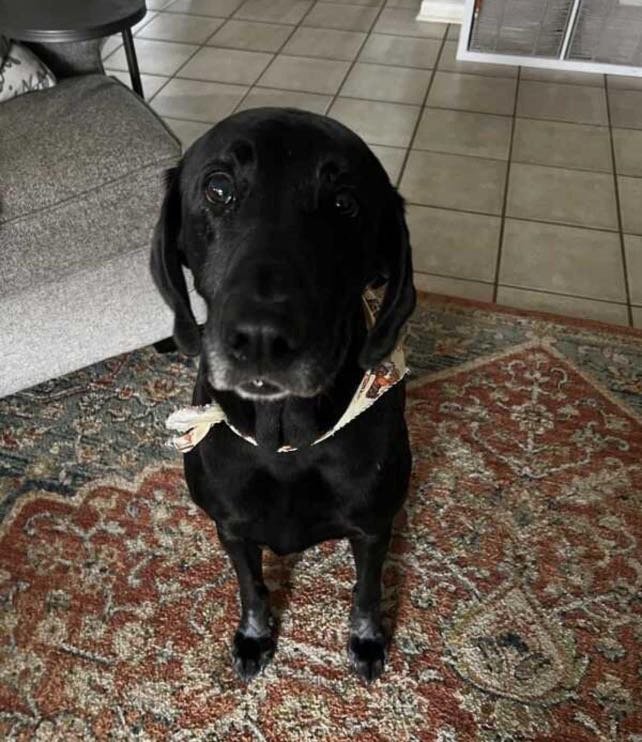 Lost Dog in Houston, Texas — listing photo