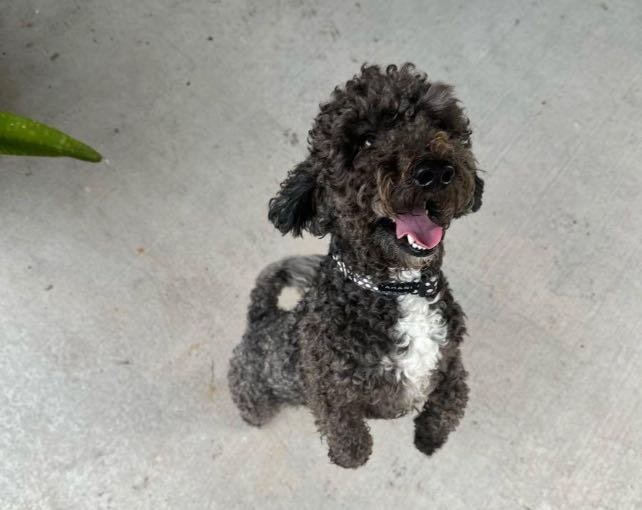 Lost Dog in Fresno, California — listing photo
