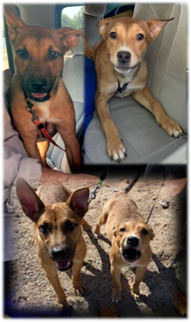 Found Dog in Las Cruces, New Mexico — listing photo
