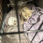 Found Cat in Fort Worth, Texas — Good cat rescues around fort worth?