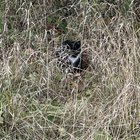 Lost Cat in Ann Arbor, Michigan — listing photo