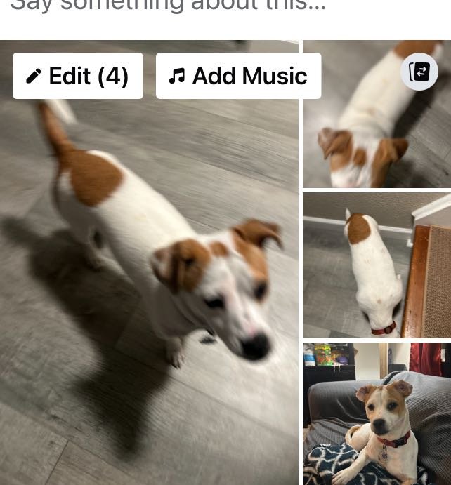 Lost Dog in Colorado Springs, Colorado — listing photo