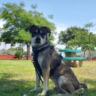 lost dog in San Diego, California