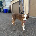 Lost Dog in San Diego, California — Is this your dog