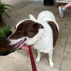 Lost Pet in Louisville, Kentucky — listing photo