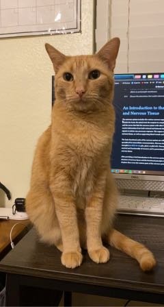 Lost Cat in Richardson, Texas — listing photo