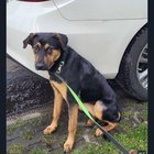 Lost Dog in Seattle, Washington — listing photo
