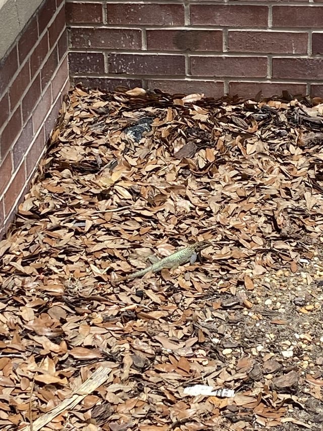 Lost Pet in Orting — Help identify this strange lizard!