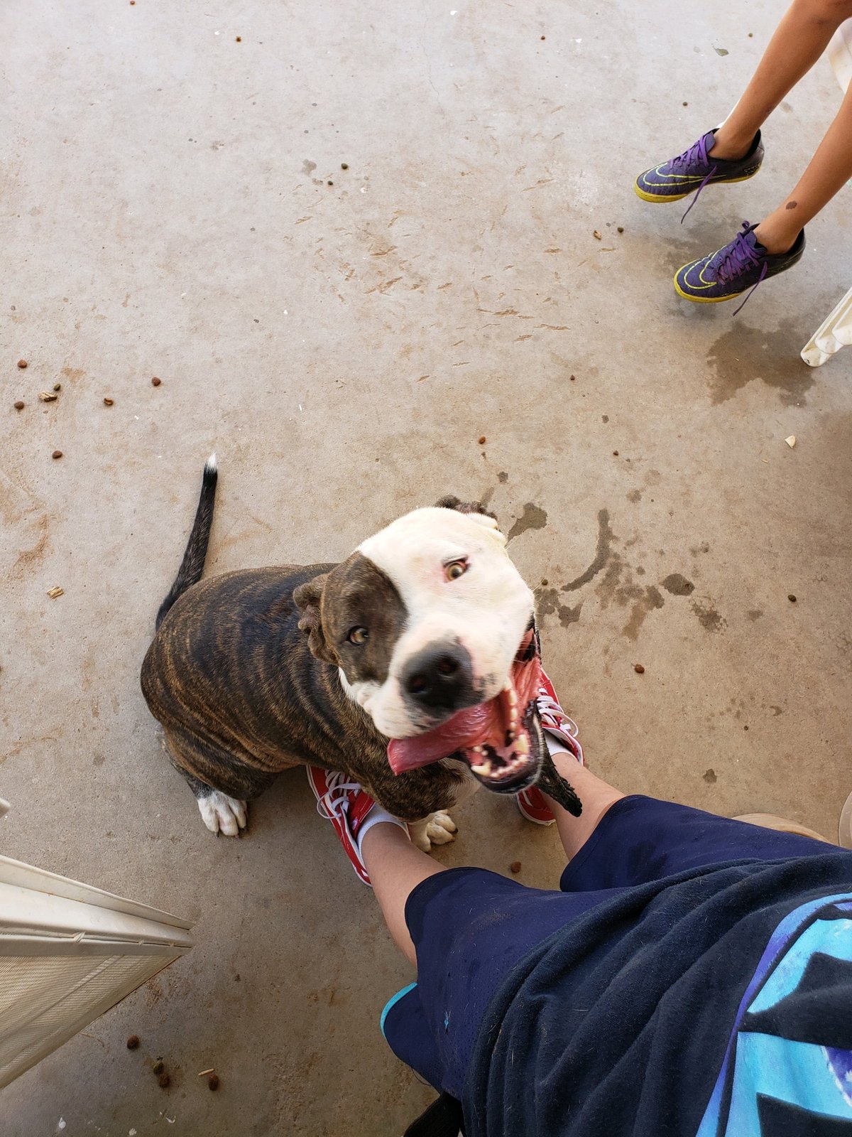 Lost Dog in El Paso, Texas — listing photo