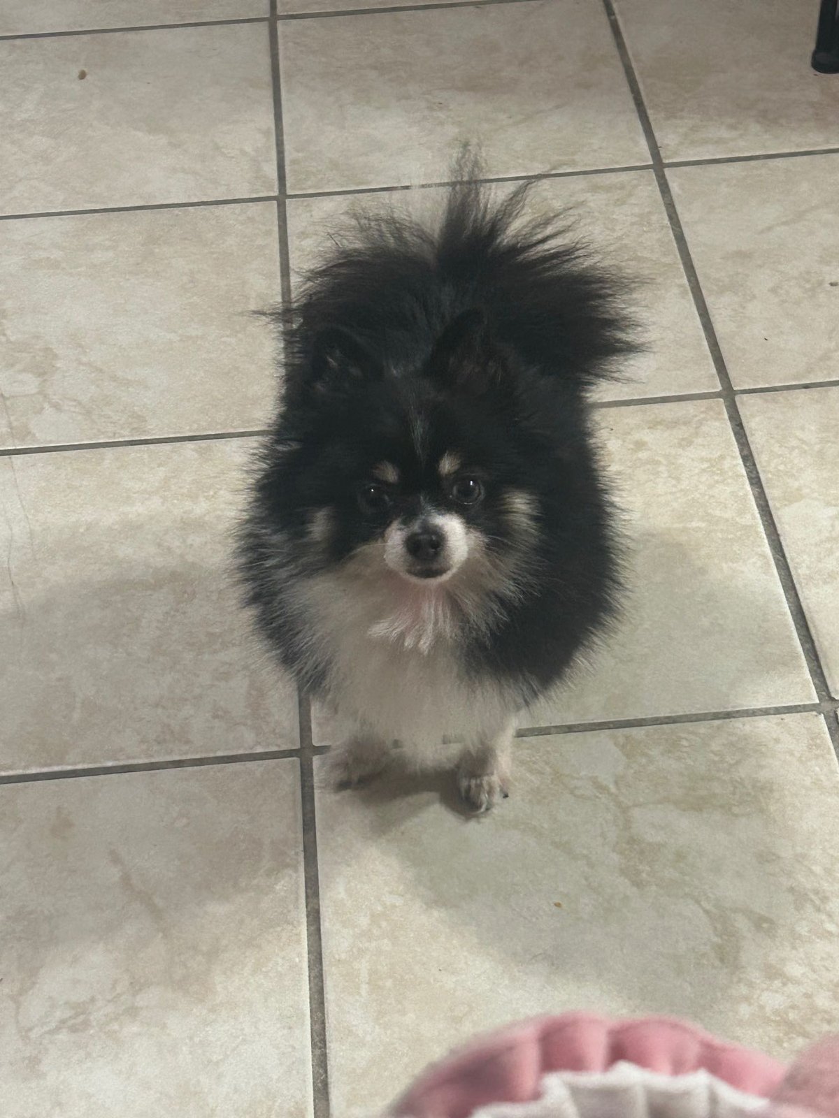 Lost Dog in Indio, California — listing photo
