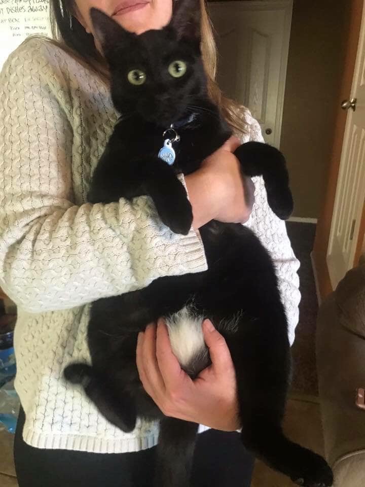 Lost Cat in El Paso, Texas — listing photo