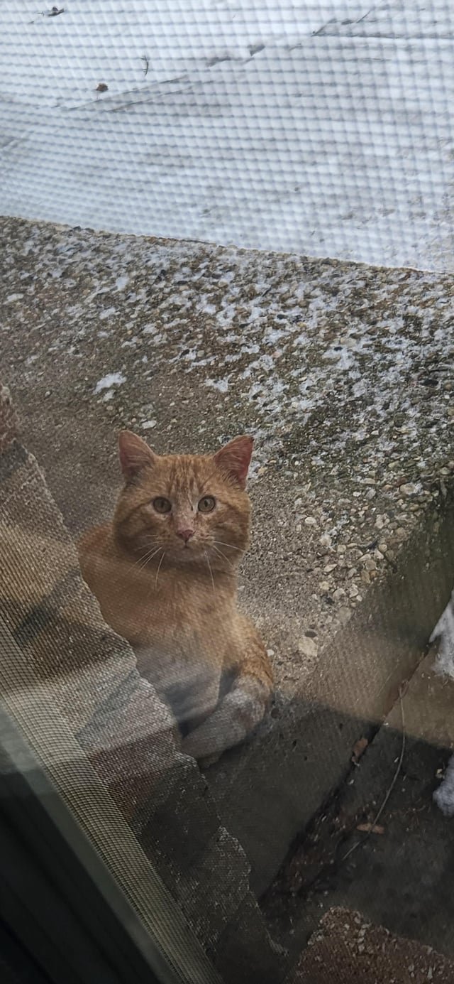 lost cat in Milwaukee, Wisconsin