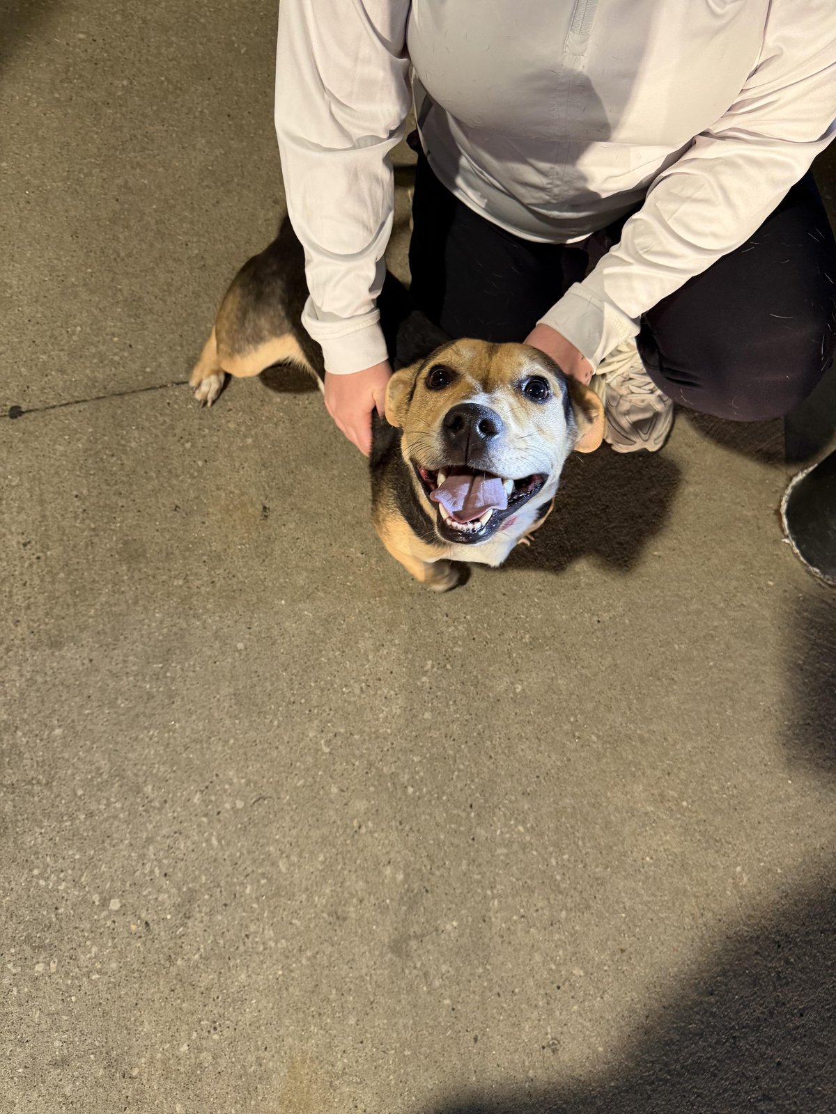 Found Dog in Cedar Rapids, Iowa — Dog with pink collar found at Williams Blvd/Westdale Dr Kwik Star
