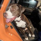 lost dog in Reno, Nevada