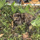 found cat in Jacksonville, Florida
