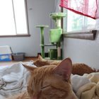 lost cat in Spokane, Washington
