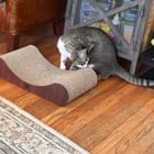 Found Pet in Denver, Colorado — Cat found Pennsylvania and Colfax