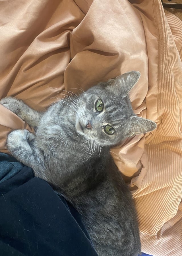 Found Dog in New York, New York — listing photo