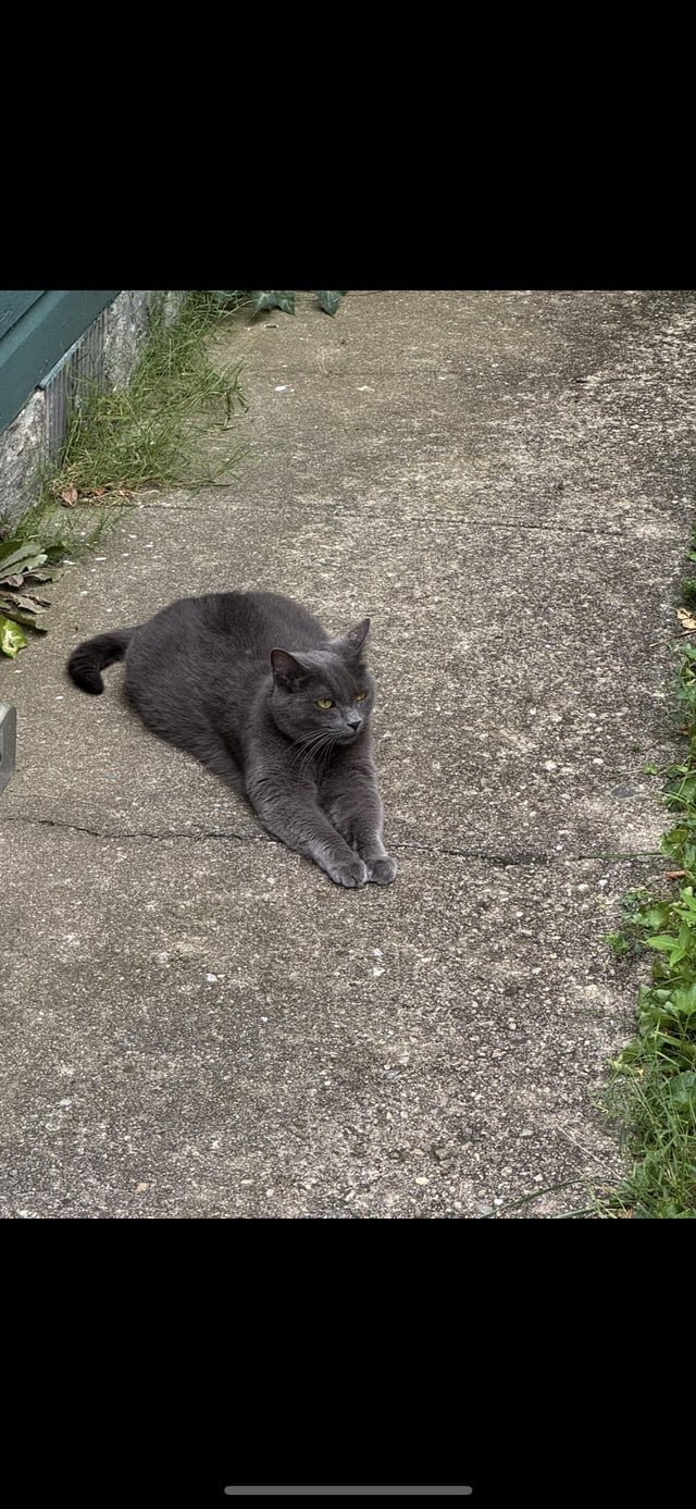 lost cat in Dayton, Ohio