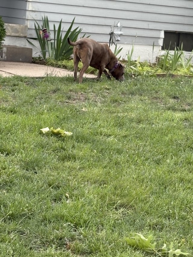 Lost Dog in Wichita, Kansas — listing photo