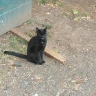 Lost Cat in Newark, New Jersey — Anyone missing a cat?