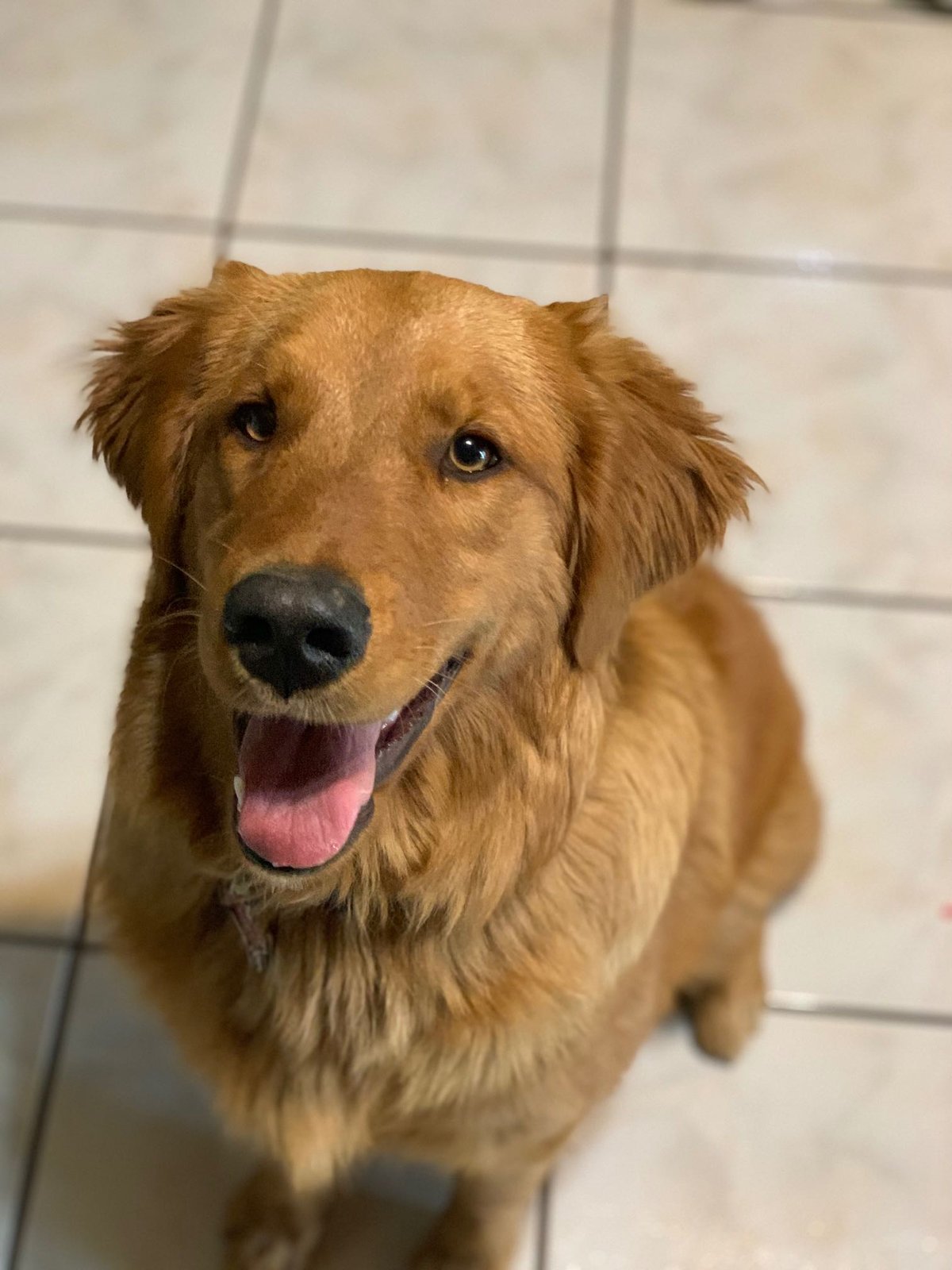 Lost Dog in Fort Worth, Texas — listing photo