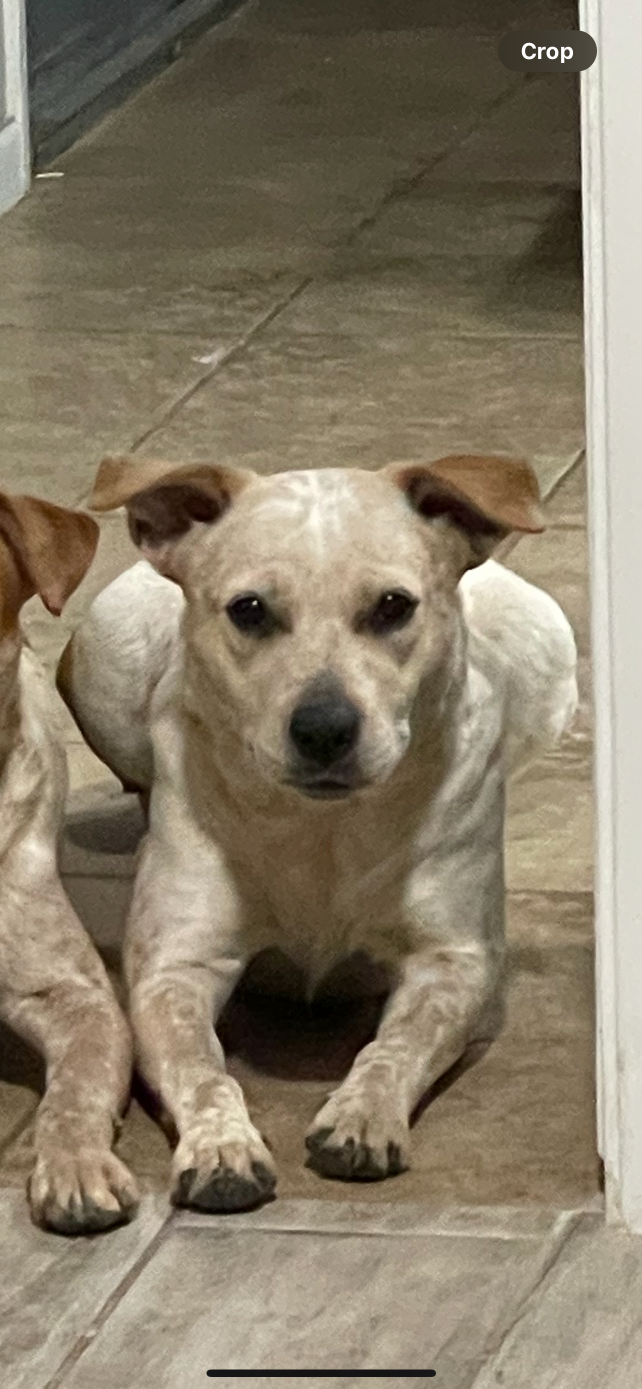Lost Dog in Phoenix, Arizona — listing photo