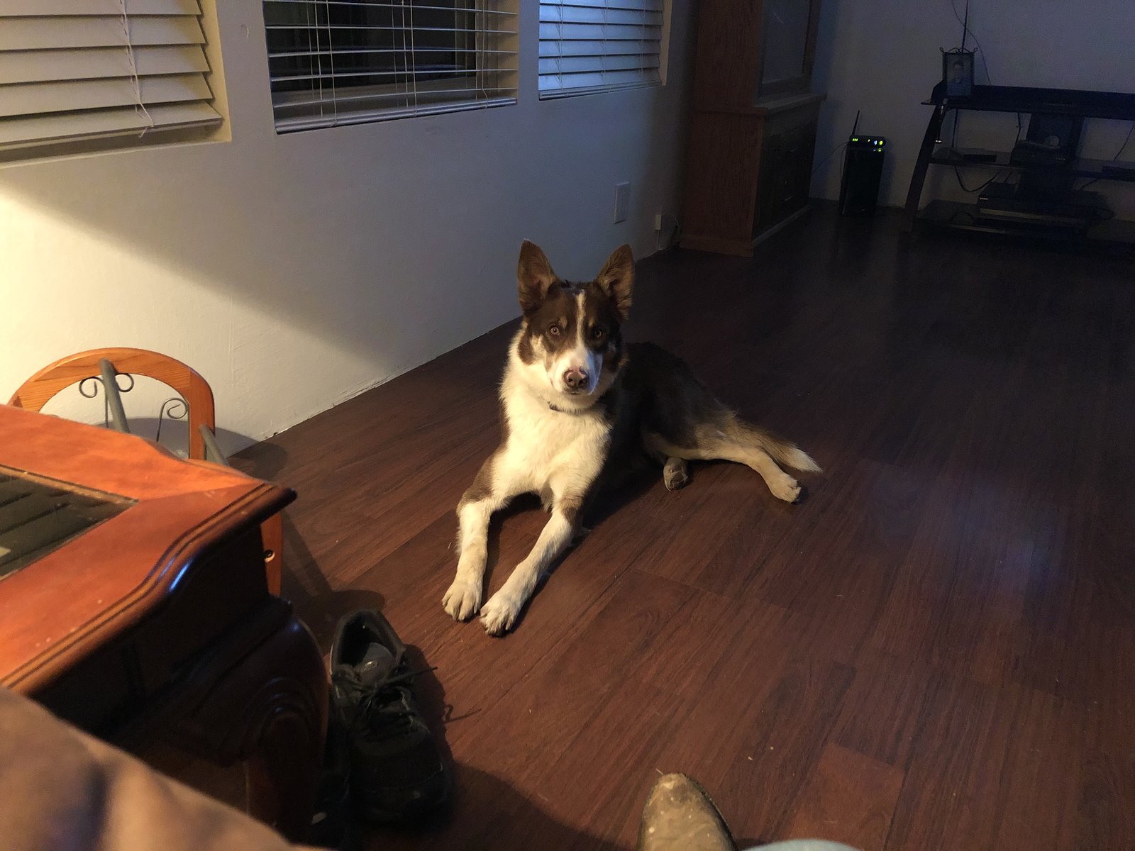Lost Dog in Belen — listing photo