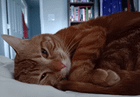 Found Cat in Columbus, Ohio — Urgently looking to rehome this sweet boi