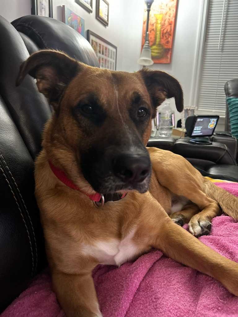 lost dog in South Carolina 29576