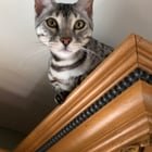 lost cat in K