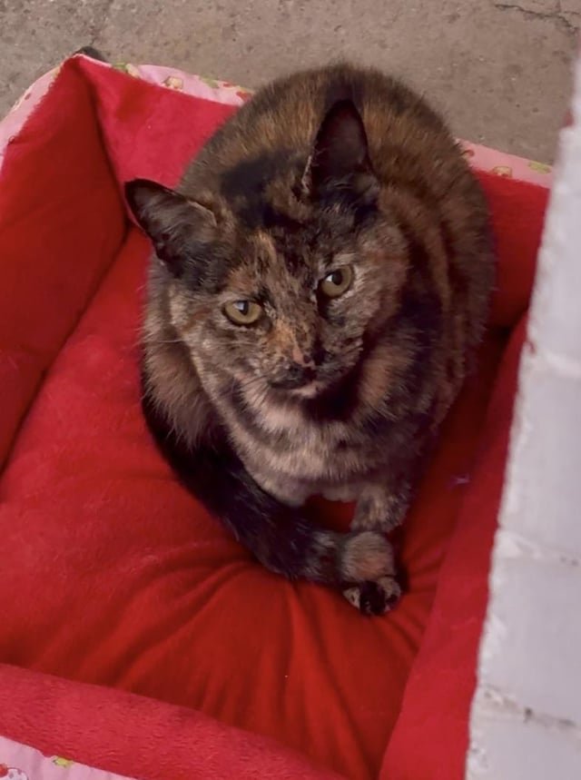 Lost Cat in Philadelphia, Pennsylvania — listing photo