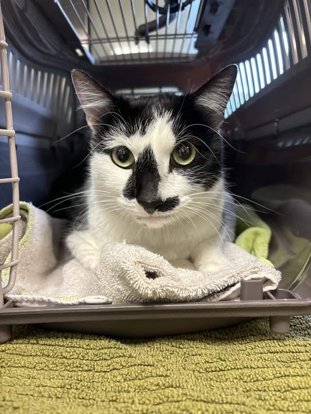lost cat in Philadelphia, Pennsylvania