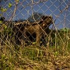 lost dog in Philadelphia, Pennsylvania