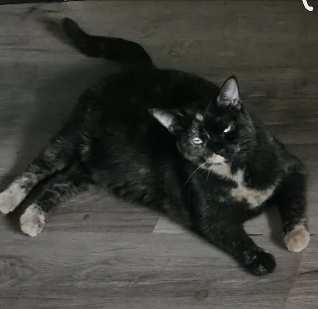 Lost Pet in Cincinnati, Ohio — listing photo
