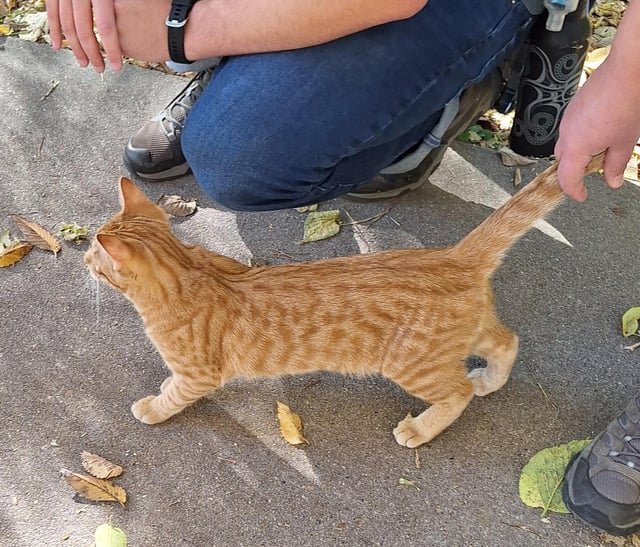 Pet alert in Omaha, Nebraska — Juvenile Orange Tabby, Stray or Lost?