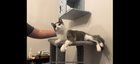 Lost Cat in San Antonio, Texas — Looking for kitten
