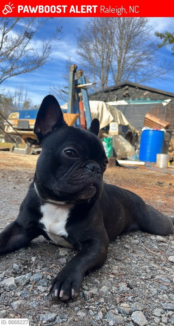 Lost Dog in Raleigh, North Carolina — Keep and eye out for my friend's missing frenchie, Ralo.