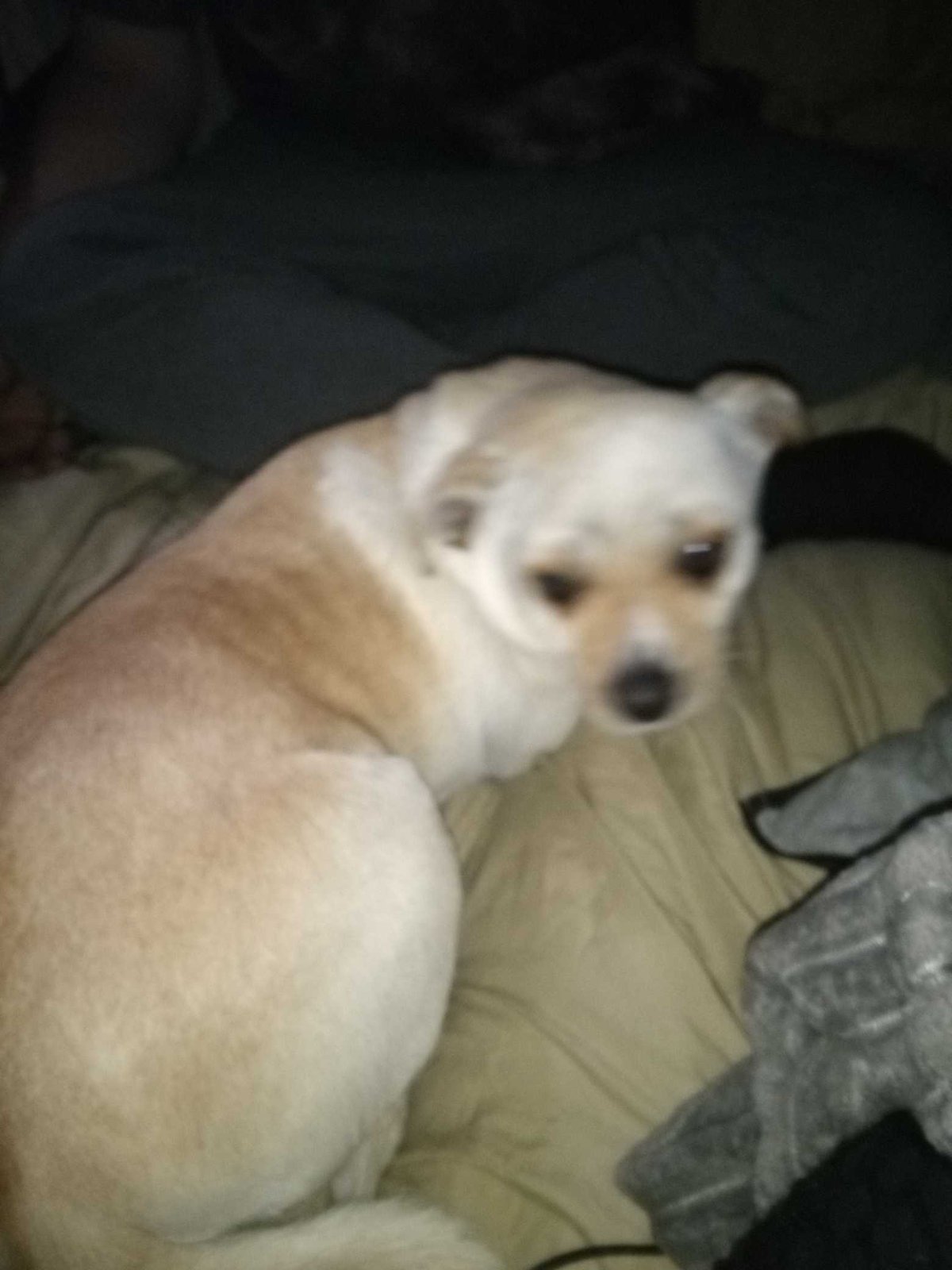 Lost Dog in Ripon — listing photo