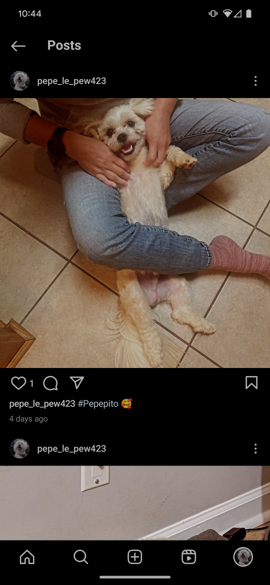 Lost Dog in Warner Robins, Georgia — listing photo