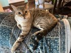 lost cat in Austin, Texas