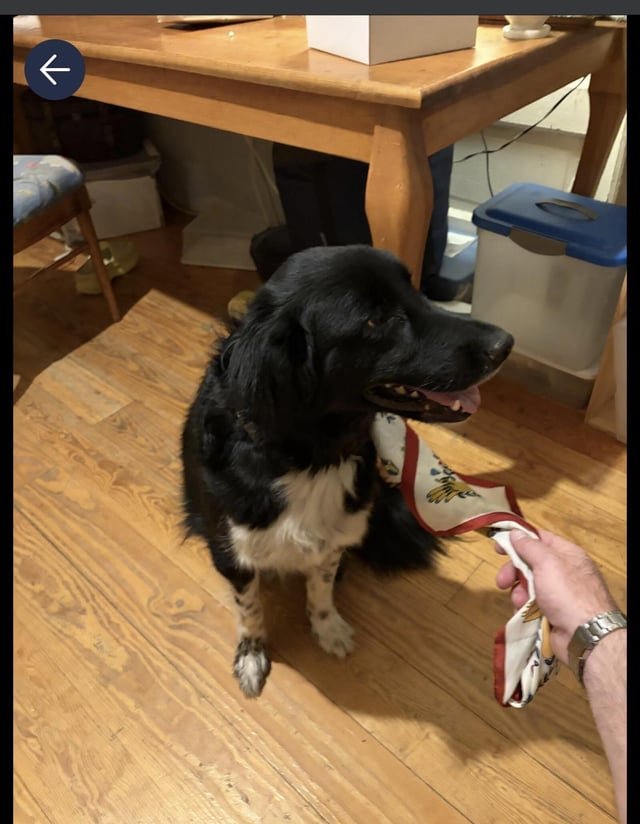 Lost Pet in St. Louis, Missouri — listing photo