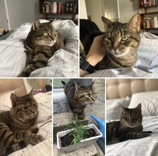 Lost Cat in Philadelphia, Pennsylvania — listing photo
