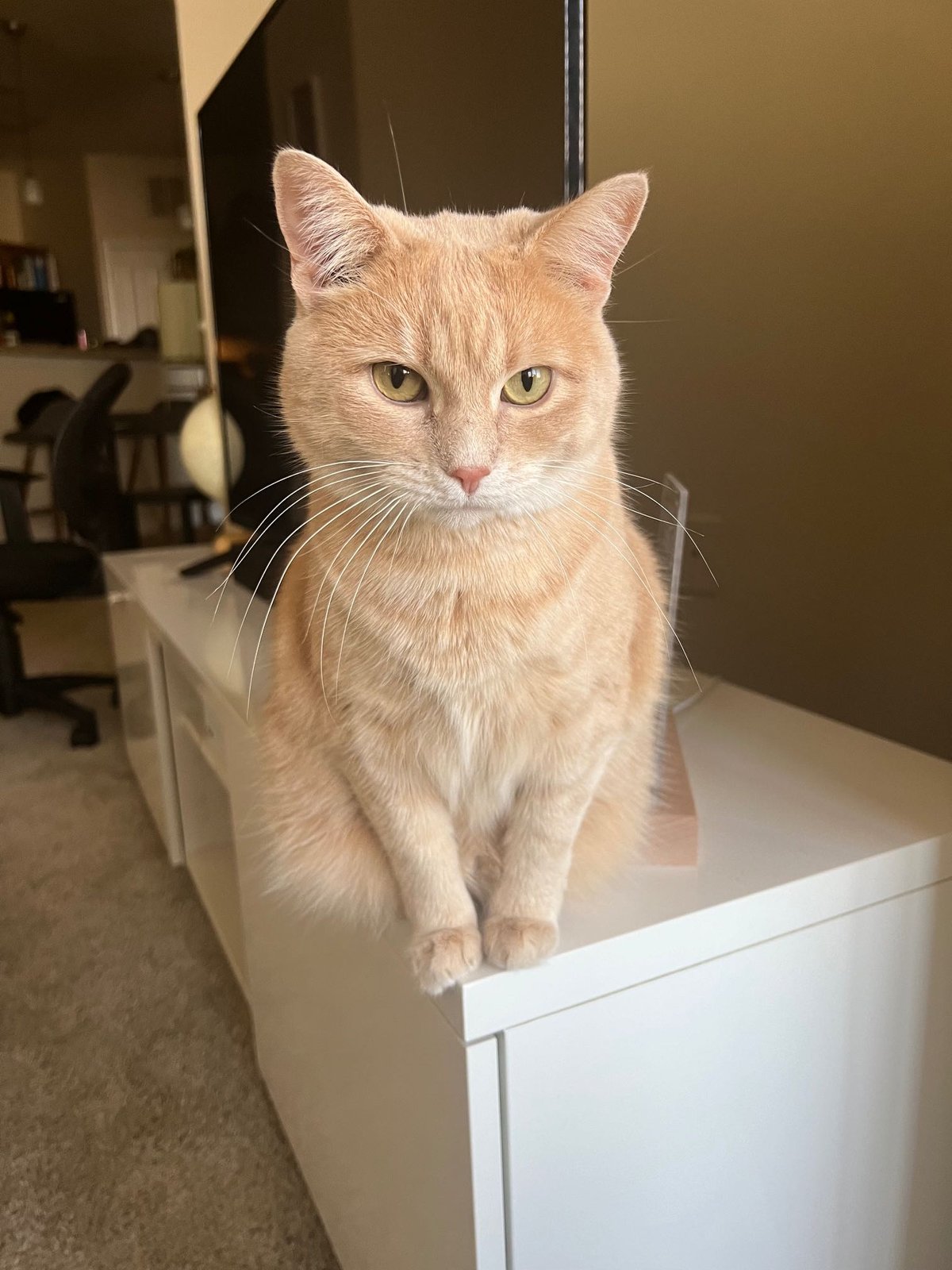 Lost Cat in Monroe, Louisiana — listing photo